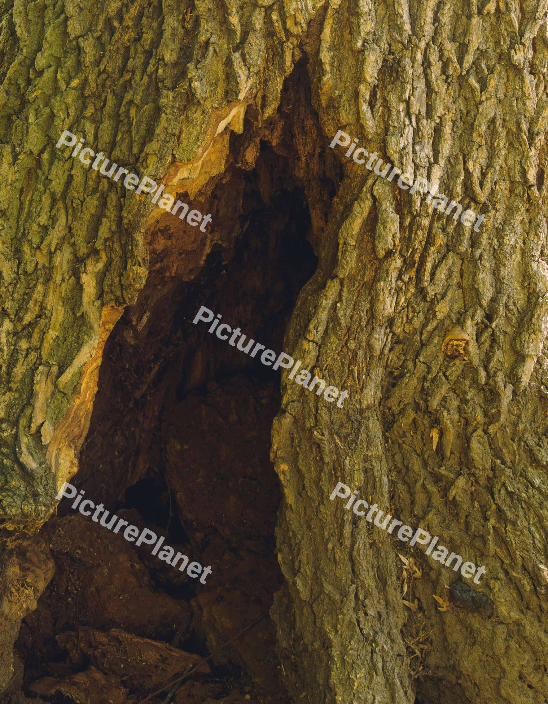 Tree With A Hole (Close)